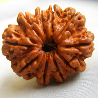 10 ten face rudraksha hyderabad